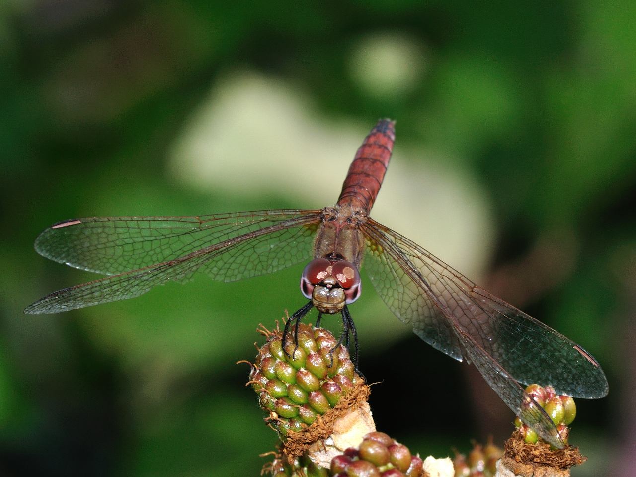 Conferma per Trithemis annulata